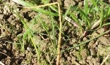 Take a break between grass crops to avoid frit fly damage